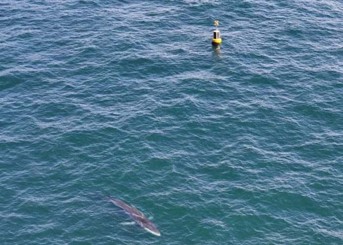 Boya-con-Ballena