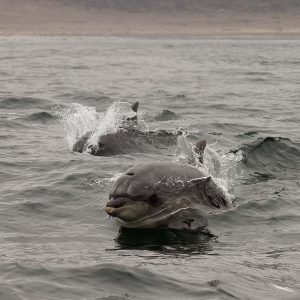 MFM_5036